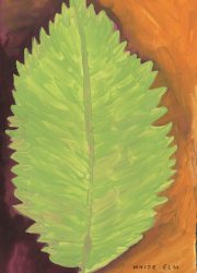 NATIVE-TREES.interior3 NATIVE-TREES.interior3