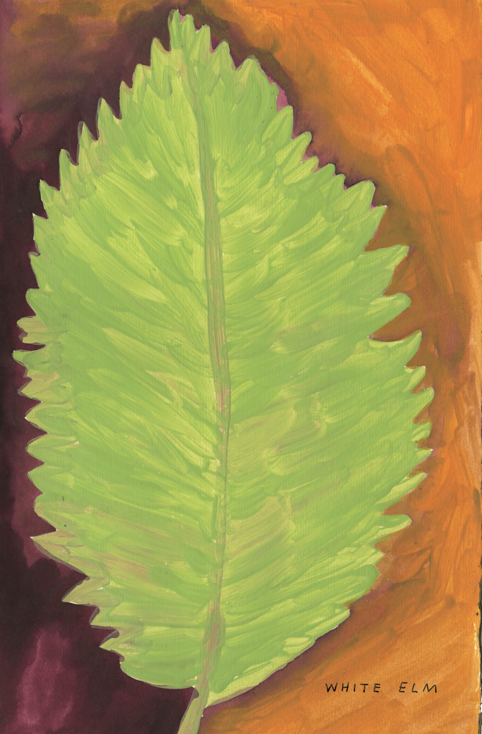 Native Trees of Canada Drawn & Quarterly