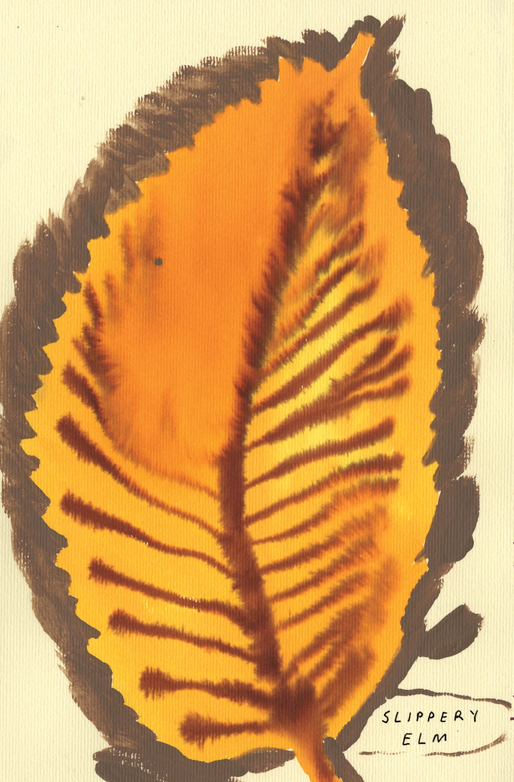 Native Trees of Canada Drawn & Quarterly