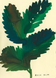 NATIVE-TREES.interior5 NATIVE-TREES.interior5