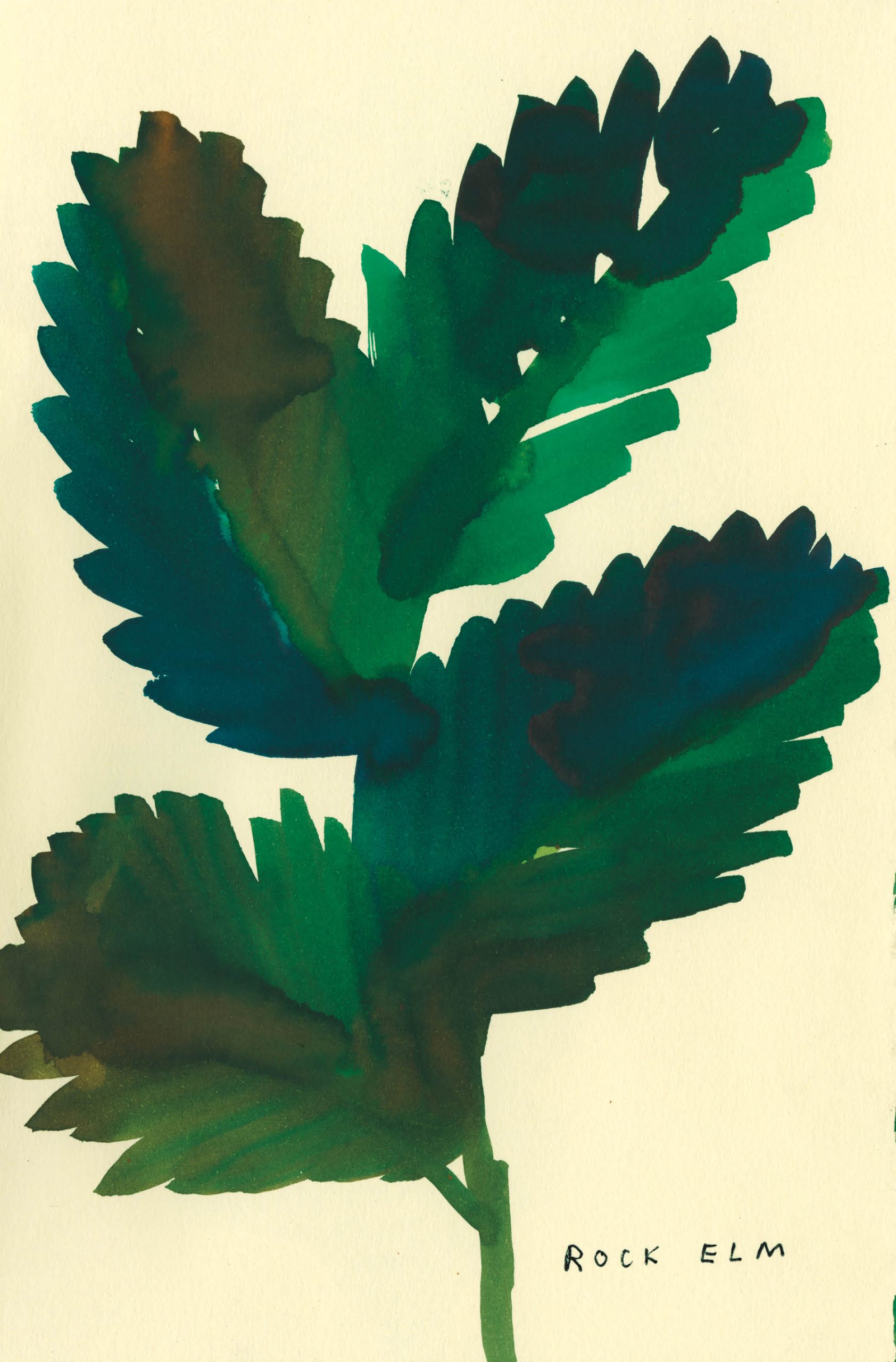 Native Trees of Canada Drawn & Quarterly