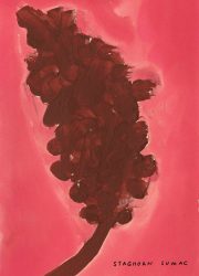 NATIVE-TREES.interior7 NATIVE-TREES.interior7