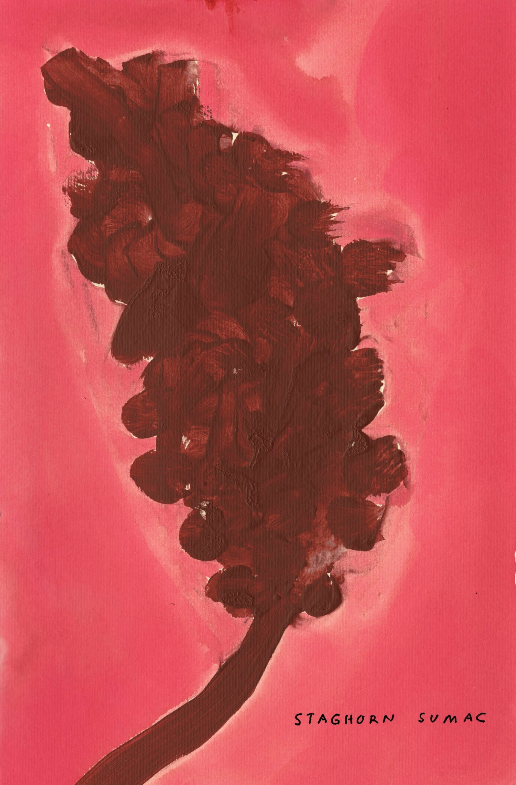 Native Trees of Canada Drawn & Quarterly