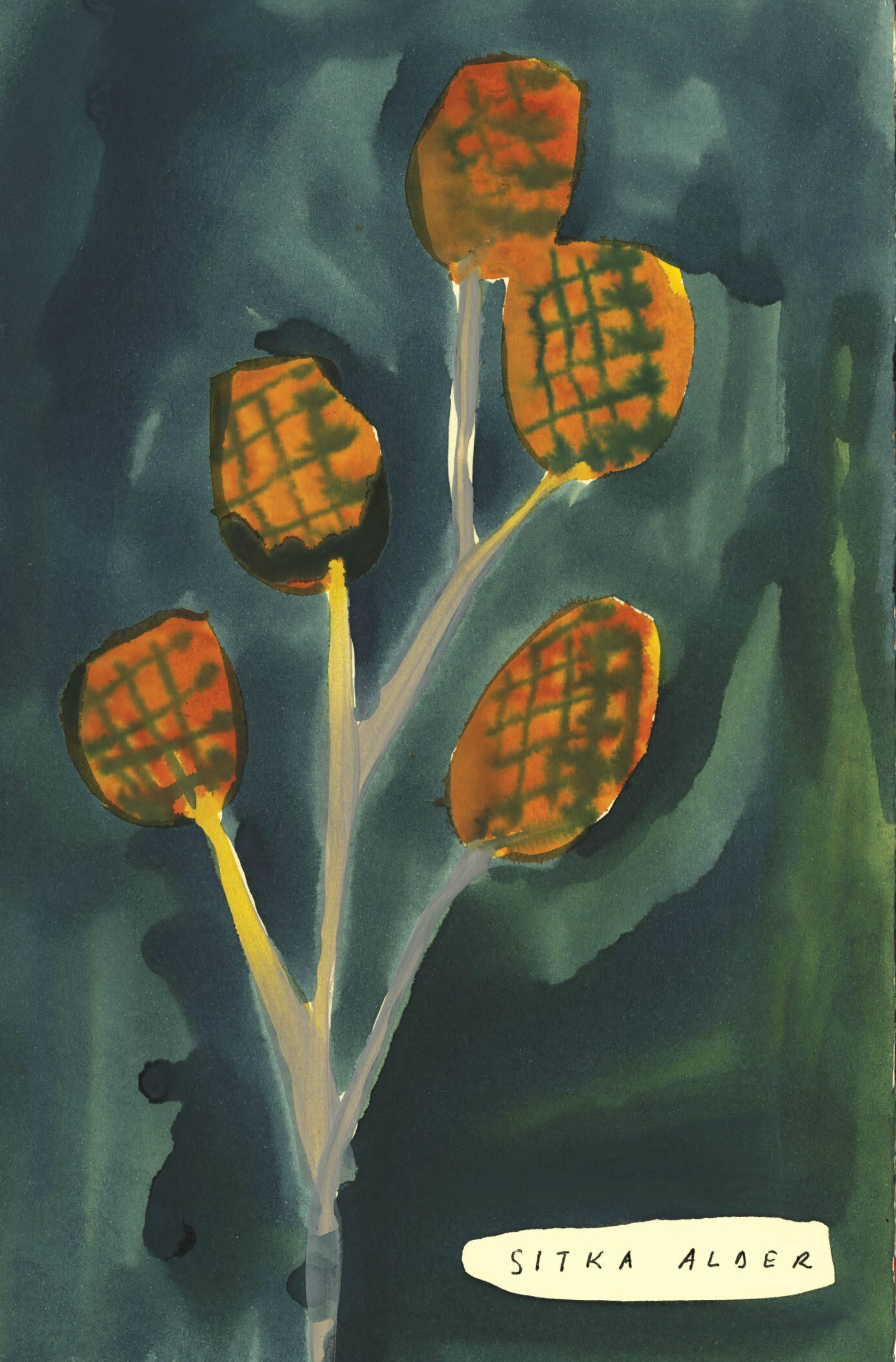 Native Trees of Canada Drawn & Quarterly